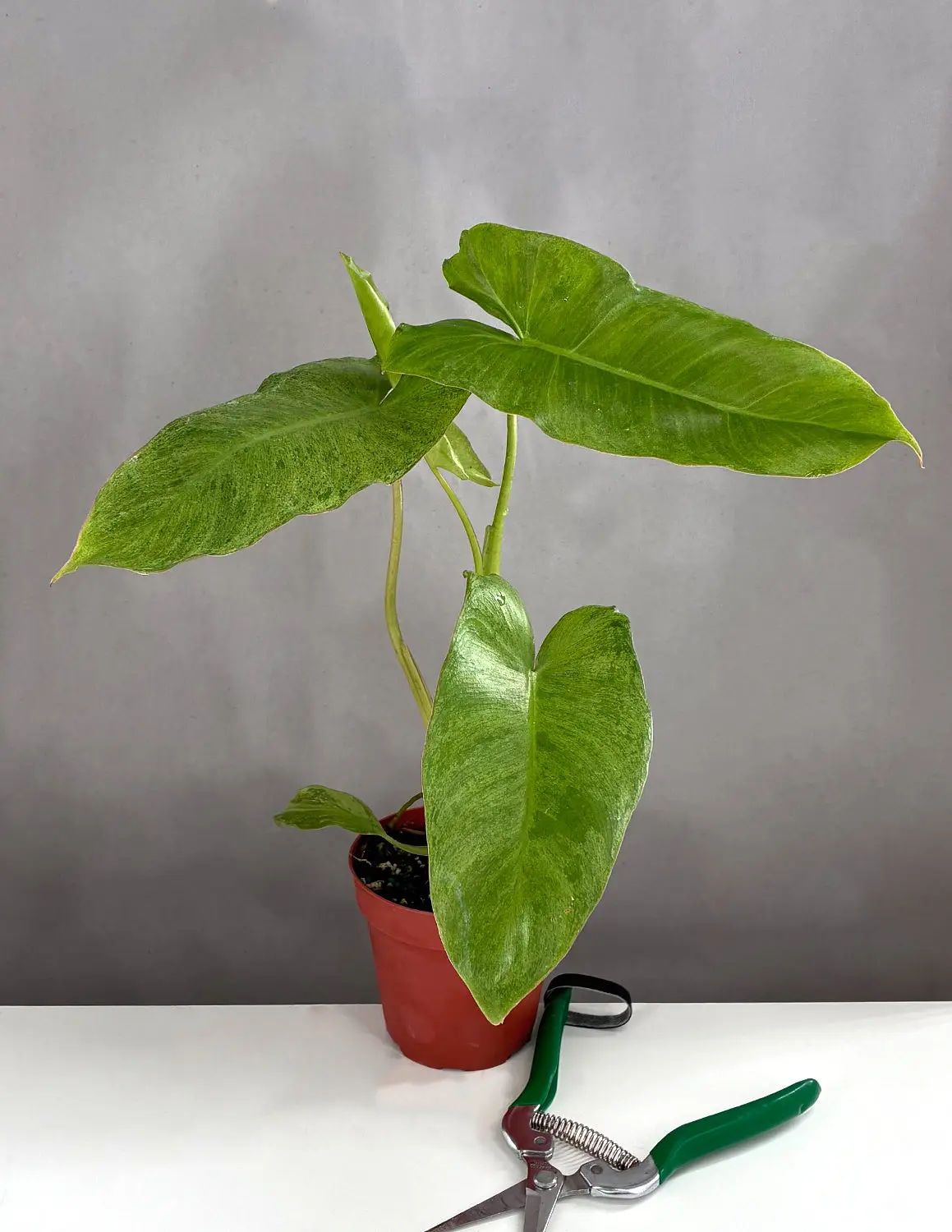 Philodendron Paraiso Verde - Potted Plant with Green Leaves, Ideal for Indoor Use