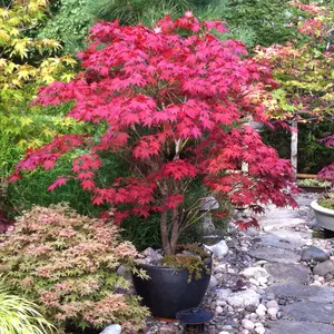20 Vibrant Red Japanese Maple Tree Seeds - Acer Palmatum Atropurpureum - Deciduous Bonsai Compatible, Ornamental Garden Tree