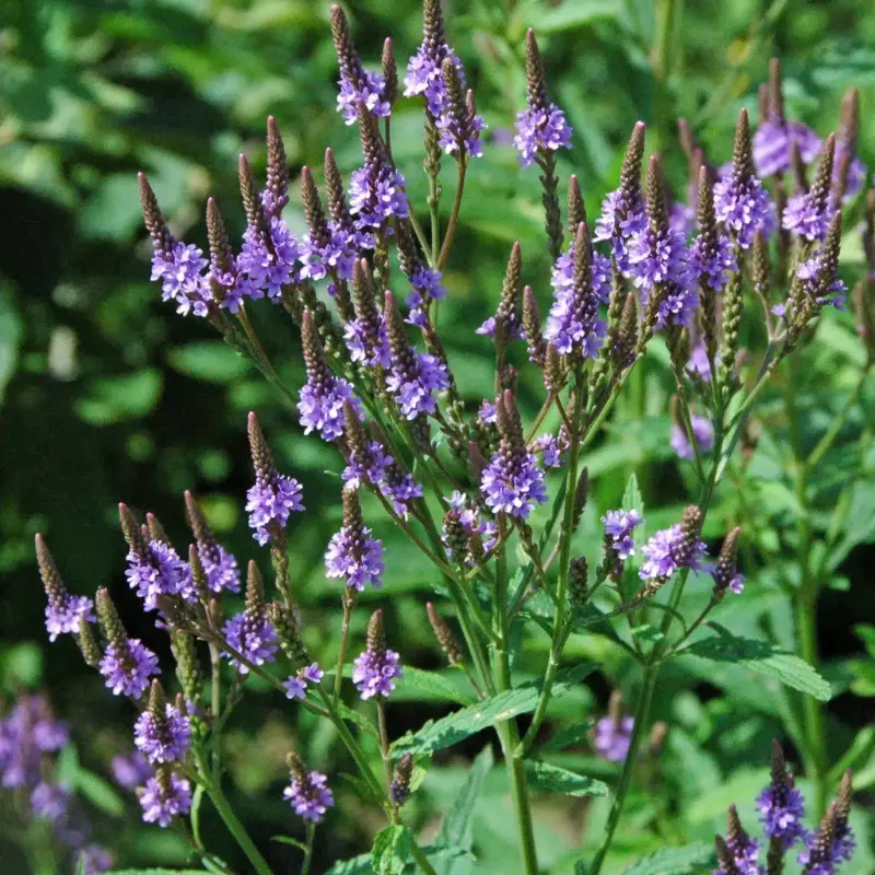Blue Vervain (Verbena hastata) – Swamp Verbena for Wetlands & Gardens, Tall Purple-Blue Spikes, 100+ Seeds