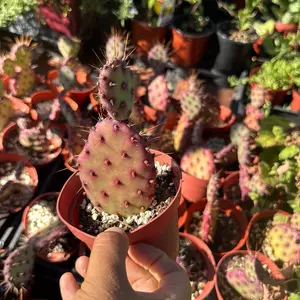 Baby Rita Cactus Live plant 4 inch pot purple cactus