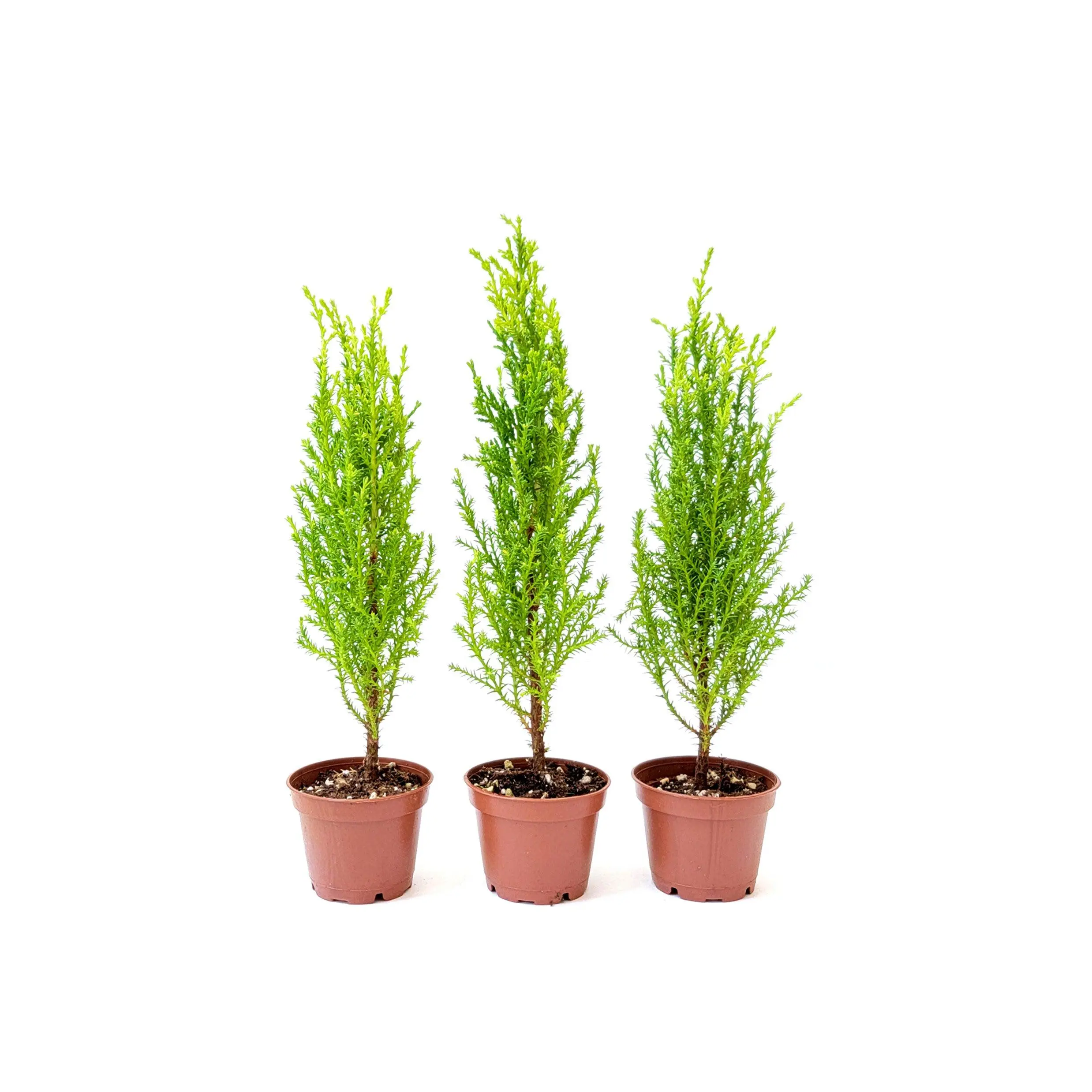 3-PK Live Dwarf Lemon Cypress, Cupressus macrocarpa ‘Goldcrest Wilma,’ Live Indoor Tree, Houseplant, Garden Plant, Fragrant Plant, 2.5-in Pot