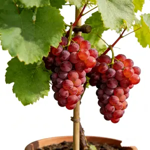 Seedless Red Grape Vine Live Plant – Sweet Red Grapes, Catawba Variety, 1-Year-Old Grape Plant, Easy to Grow, Fast Growing, High Yield, for Pots, Containers, Patio, Backyard Garden