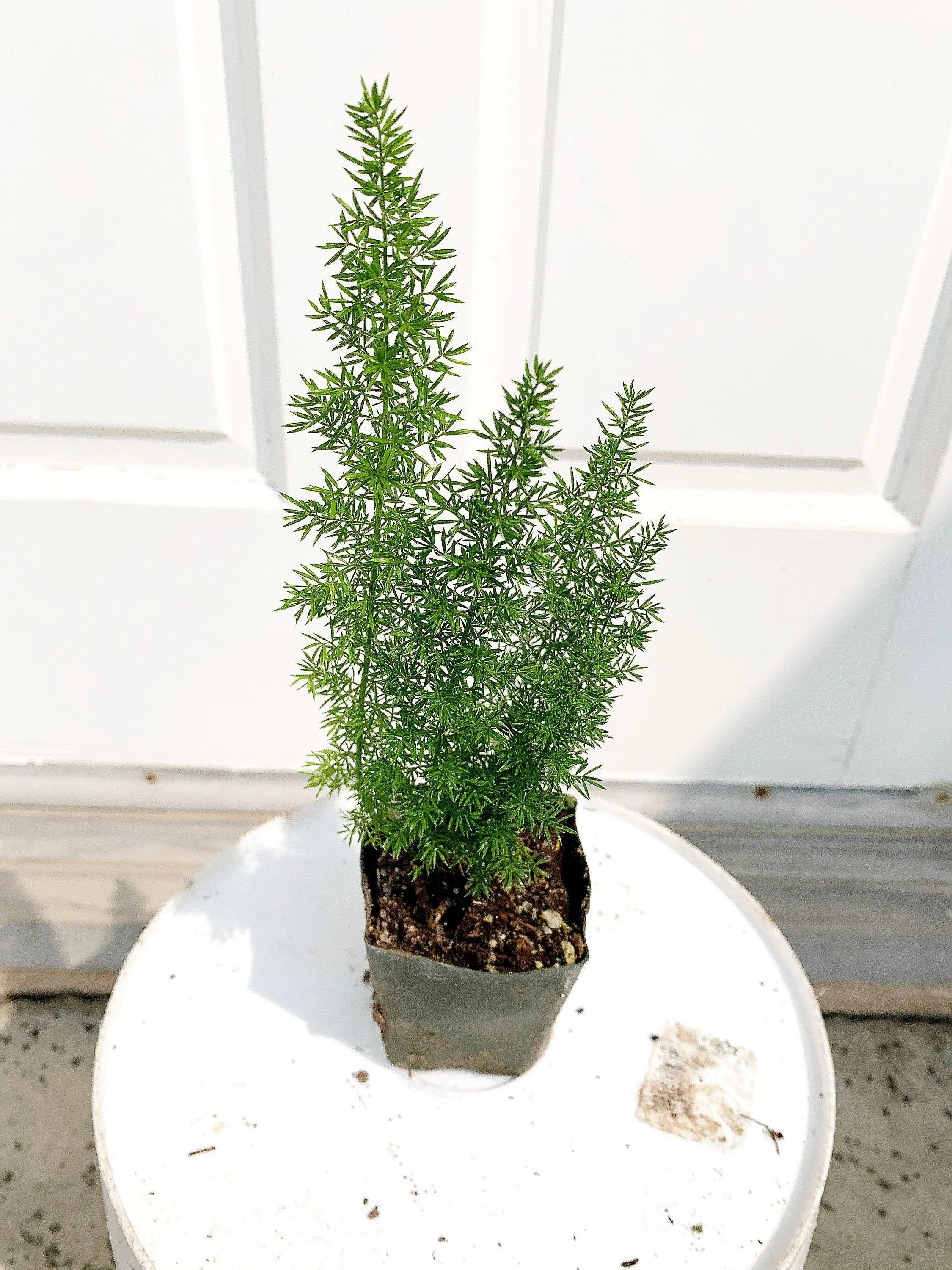 Mini Foxtail Asparagus Fern – Evergreen Perennial Starter Plant for Garden