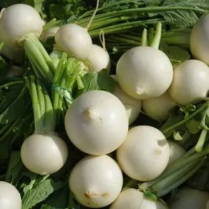 Tokyo Cross Turnip Seeds – Fast-Growing, Tender & Sweet White Turnips Perfect for Fresh Eating, Stir-Fries, Soups & Fall Harvests