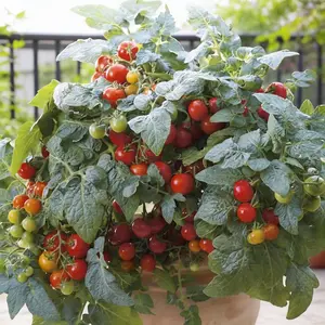 Red cherry tomato (Non-GMO)— potted veggies red cherry tomato seeds that are easy to grow and perfect for both looks and eating （100+Seeds）.