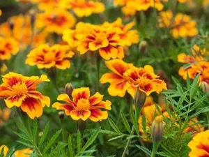 Set 2 Plants French Marigold 4-6 in Tall Marigold Flower and Plant Seeds