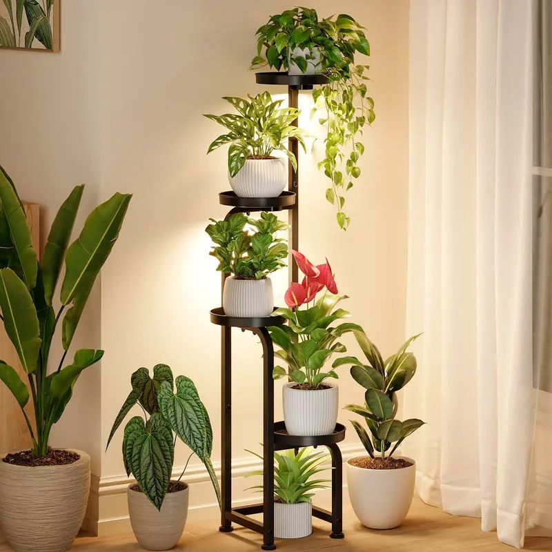 money tree plant pics Money Tree Plants Pachira aquatica 8" Pot / Self Watering / With Pot