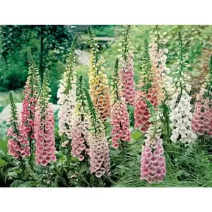 FOXGLOVE MIXED,Flower Seeds,Purple,Cream,Pink,White ! Perfect for the cottage garden or bordering the back of the perennial garden