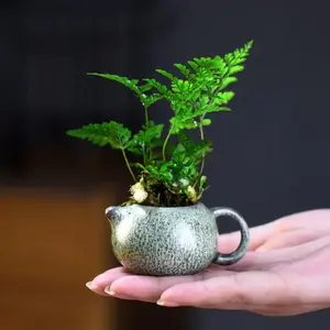 Mini Foxtail Fern Bonsai, Indoor Asparagus Fern Plant for Home & Desk Decoration