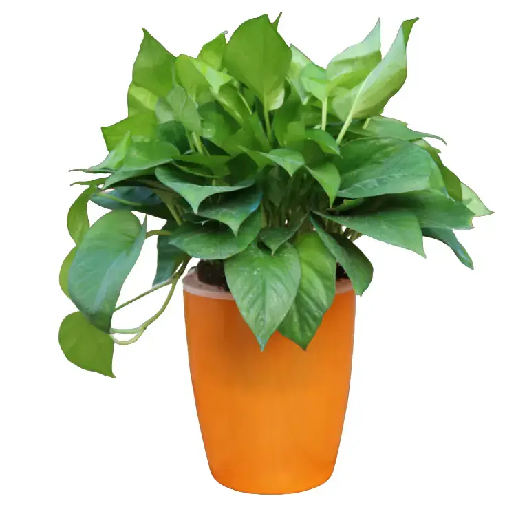 Strongwell Nordic Hydroponics Flower Pot Fairy Garden