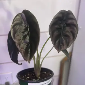 Alocasia red secret cuprea
