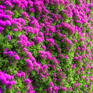1000 rare red creeping thyme seeds ground cover plant seeds, perennial - non-GMO heirloom flower creeping thyme seeds planted