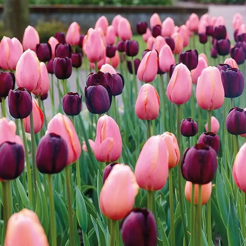 200 PCS Rare Double-Petal 'Night Queen' Tulip Seeds, Hardy Cold-Resistant Perennial Flower Seeds for Pots, Garden Landscaping
