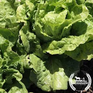 Lettuce Seeds - Arianna - Organic