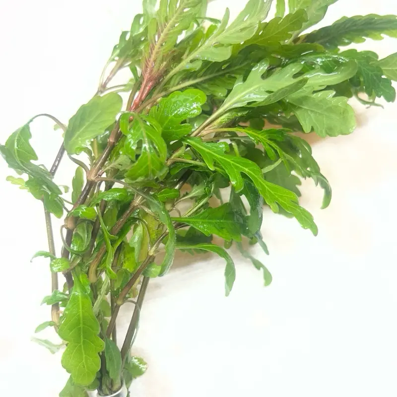 BUY 2 GET 1 FREE!! Hygrophila Pinnatifida Aquarium Plant for Fish Tank