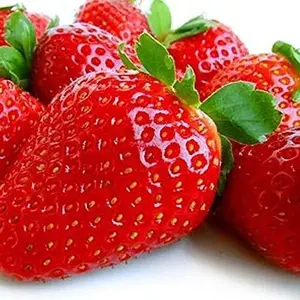 CZ GRAIN Everbearing Strawberry Plants AC Valley Sunset - Organic Seed Varieties - Very Firm Sweet High Yields - Easy Home Planting - Not Shippable to California