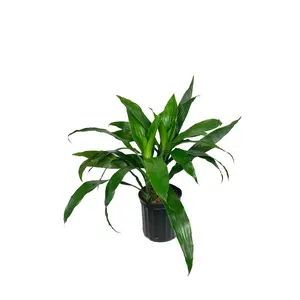 Dracaena Janet Craig - Live Plant in a 8 Inch Pot - Dracaena Deremensis 'Janet Craig' - Beautiful Low Light Indoor Houseplant