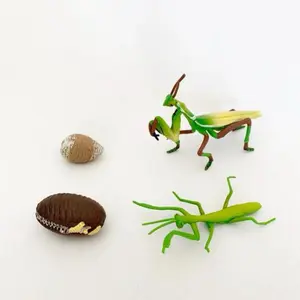 Mantis Religiosa - Praying Mantis Life Cycle Figures - Wooden Tray - Nature Discovery -