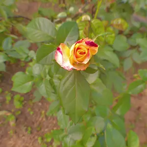 Product Review of GLOBAL PICK 4K Digital Camera with 180° Flip Screen, 16X Digital Zoom Vlogging Camera, Autofocus Camera, Including Wide Angle & Macro Lens, 32GB TF Card, Ideal Gift Choice, Photographic Kit from K**a G**n