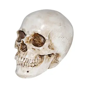 Realistic Deluxe Skull Prop