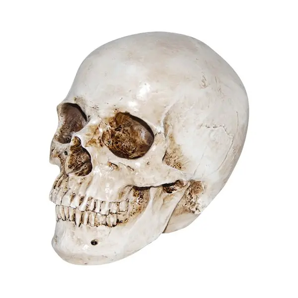 Realistic Deluxe Skull Prop