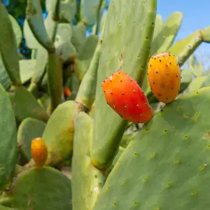 Burbank Spineless Prickly Pear Seeds (Opuntia ficus-indica) Edible cactus pads and fruit without the spines; great for homesteads, animals, and dryland gardens