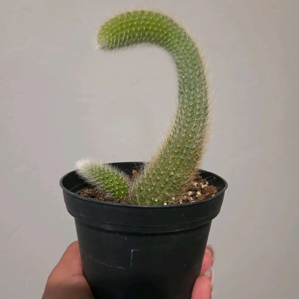 Monkey Tails 6" pot Succulent/cactus