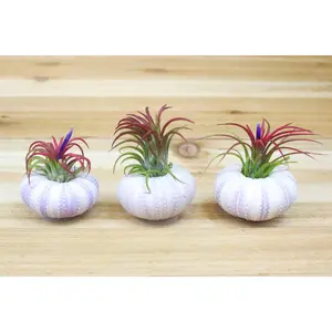 Purple Sea Urchins with Tillandsia Air Plants [1, 3 or 5 Pack]