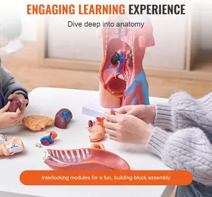 18-Inch Human Torso Anatomy Model - 23-Part Educational Tool with Removable Organs, Ideal for Students & Teachers，Teaching tool Learning Modules Assembly Interlocking Engaging 90s  barbie