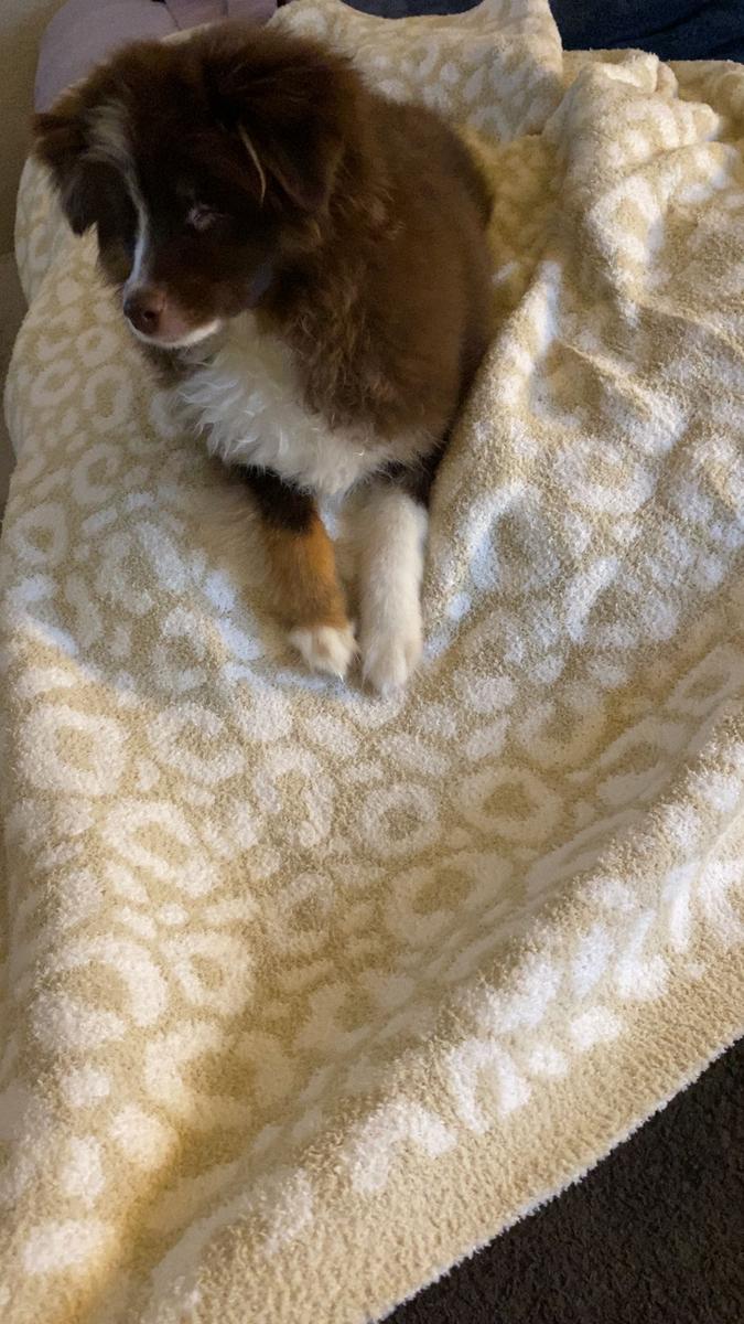 Item: Leopard Beige, 50x70