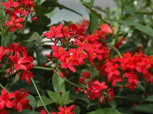 LIVE PLANT 3ft Jatropha integerrima Peregrina  Spicy jatropha Firecracker Chaya