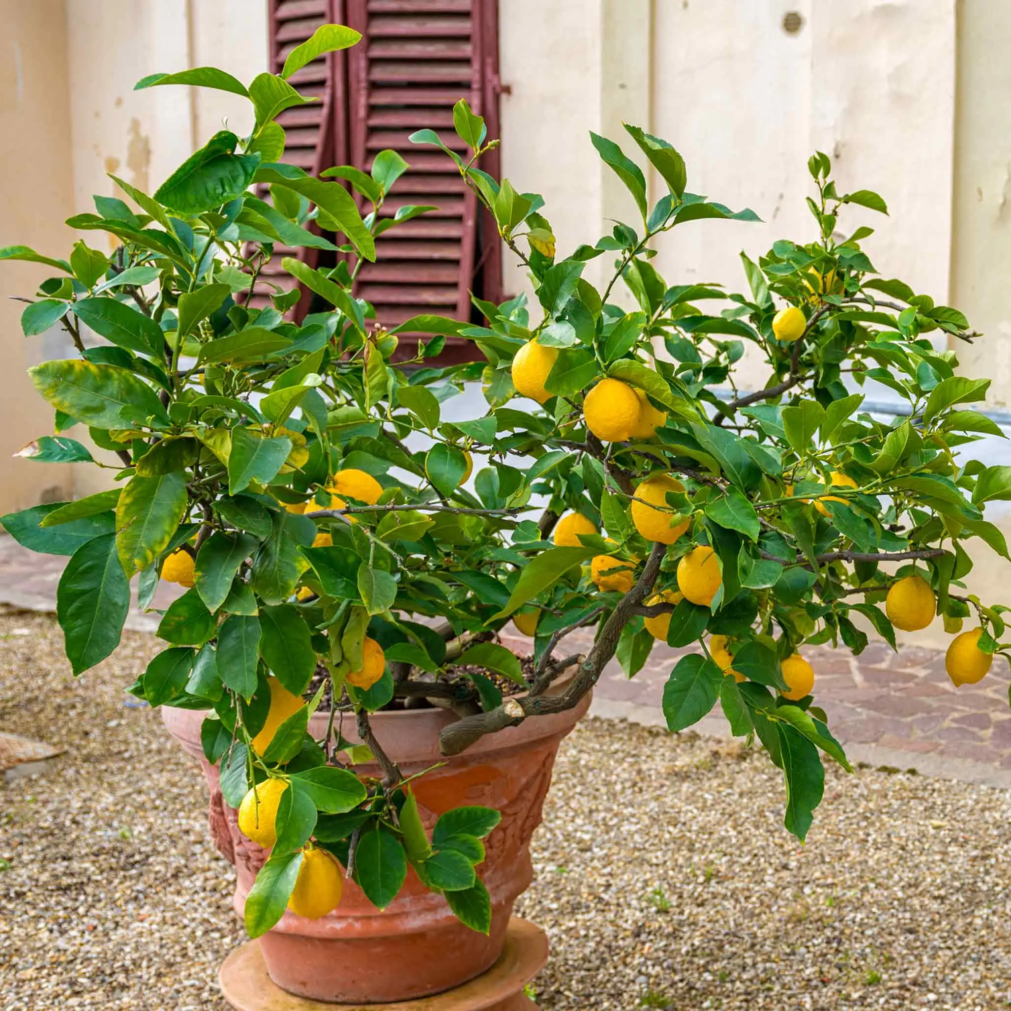 Improved Meyer Lemon Bush | Dwarf Citrus Fruit Tree | Fragrant Blooms & Sweet Homegrown Lemons for Patio Containers