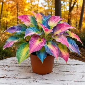 300 premium rainbow hosta seeds, high-germination shade perennials for colorful garden beds and yards