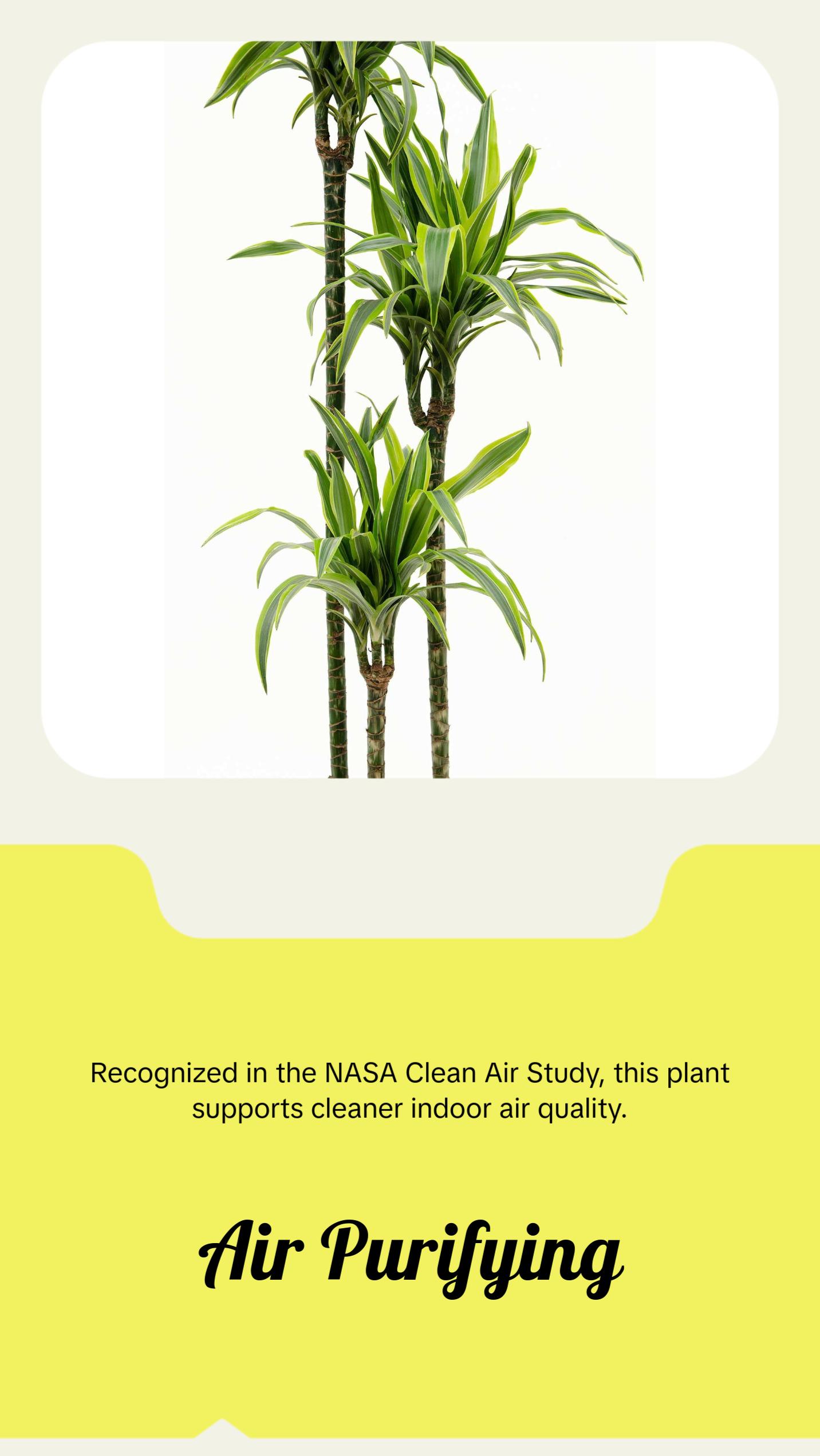 Dracaena Lemon Lime Cane - Dragon Tree - 3 Staggered Canes - Live Plant in  an 10 Inch Growers Pot - Dracaena Warneckii "Lemon Lime' - Florist Quality  Beautiful Indoor Air Purifying Houseplant - TikTok Shop