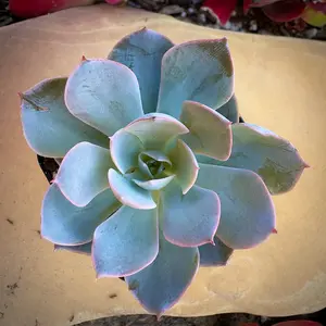 Echeveria Subsessilis Echeveria Subsessilis