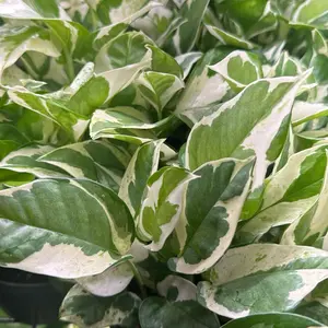 Pothos Pearls and Jade Epipremnum