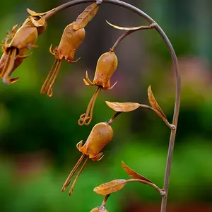 1pc Creative Vintage Wrought Iron 3D Lily Of The Valley Decorative Ground Stake, Home Garden Courtyard Lawn Decoration, No Electricity Required, Weather-Resistant Outdoor Decor, Everyday Ground Stake, Gift For Friends And Loved Ones