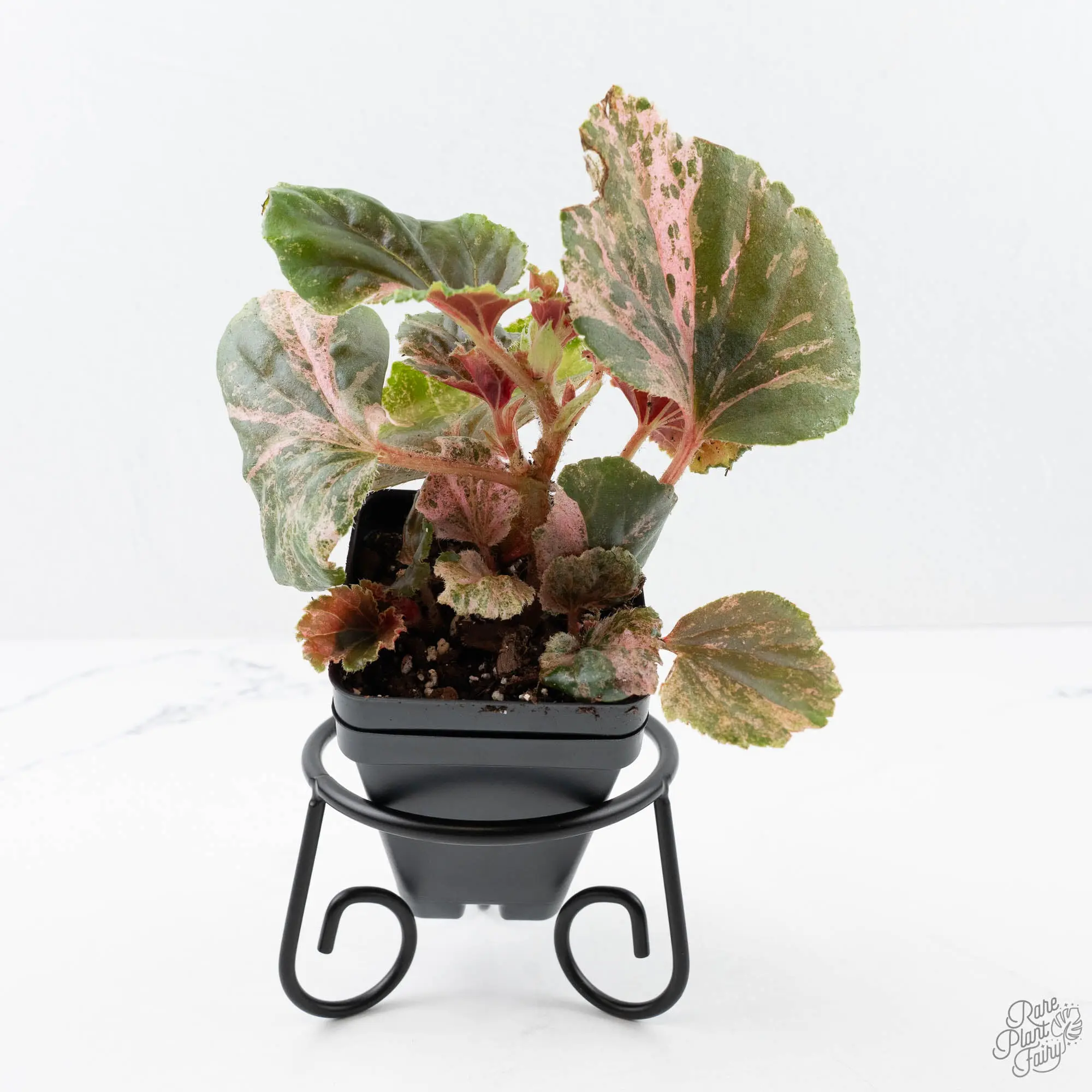 Begonia cucullata pink variegated *Growers Choice*
