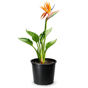 Bird of Paradise (Strelitzia Reginae) – Tropical Houseplant (1 Gallon)