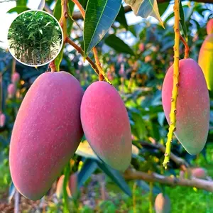 Three-year-old grafted sprouts, concubine mango, sweet and easy to survive, high-yielding fruit saplings, suitable for planting on the courtyard balcony