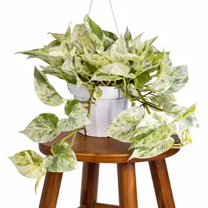 6" Snow Queen Pothos (Epipremnum Aureum), Bright Light Loving Live Houseplant, Indoor Plant