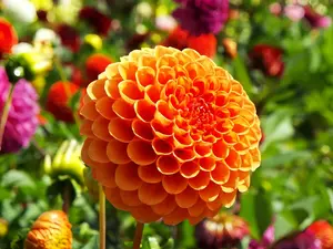 5000+ Rainbow Dahlia Seeds - Perennial, Rare & Unique Varieties - Add a Burst of Color with These Beautiful, Easy-to-Grow Flower Seeds butterfly