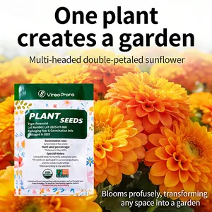 Teddy Bear Sunflower Seeds Fluffy Double Bloom Heirloom Non GMO Ornamental Flower Seeds Easy Grow Indoor Outdoor Backyard Garden Balcony Patio Potted Landscape Natural Home Gardening Planting Seeds