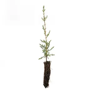 Italian Cypress | Small Tree Seedling