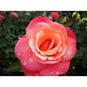 Colorific Rose Bush - Live Starter Plants in 4 Inch Pots - Beautifully Fragrant Heirloom Rose from Florida