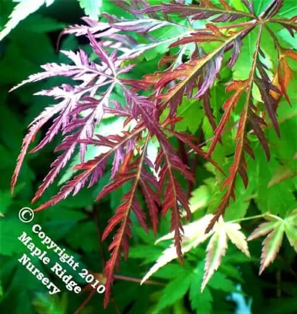 Acer palmatum 'Heartbeat' Red Dwarf Japanese Maple