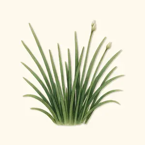 Vego Garden Organic Garlic Chives Seeds