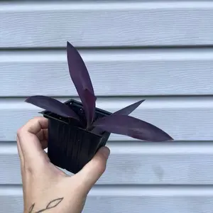Tradescantia ‘Pallida’ | Live Purple Heart Houseplant