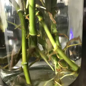 Itsumi Clone+ Plant Rooting  Mixture