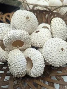 Large Pale Urchin Shell
